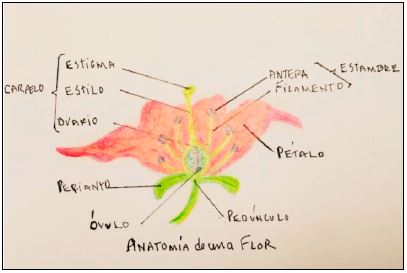 Foto Fig. No. 3. Esquema de la Anatomía de una flor.